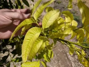 Yellowed pecan leaves with lime green veins.