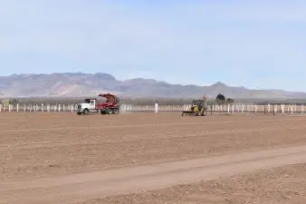 Two trucks transplant young pecan trees to this sandy field.