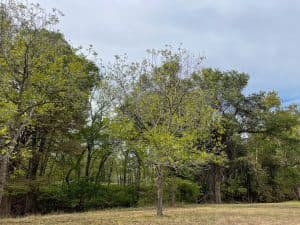 A pecan tree with sparse, light green leaves shows signs of leaf dieback.