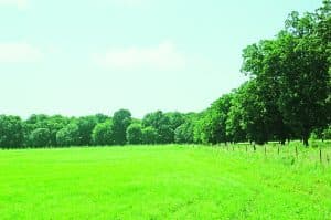 A large, green hay field borders a mature pecan orchard. Insect migration is one edge effect that happens when a hay field is next to a pecan orchard.