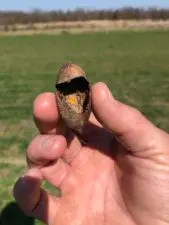 Lady beetle eggs were laid within an empty pecan shell found on the ground.