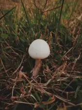 A white mushroom grows in a grassy field.
