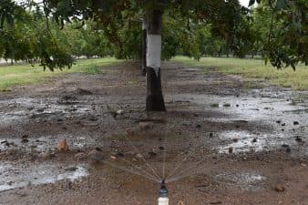 Microsprinklers water a tree.