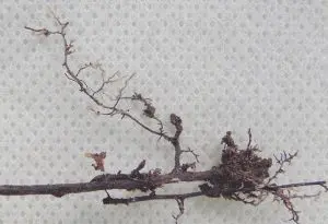 Figure 2. Roots of pecan trees form a mutually beneficial symbiosis with several fungi, including Tuber lyoinii. This relationship is known as ectomycorrhizal symbiosis. Ectomycorrhizal roots (i.e., roots in symbiosis with fungi) can be recognized as highly branched, healthy root tips that are thickened and are lighter in color. DNA analyses help us identify the suite of fungi that are present in ectomycorrhizal root tips. Even when truffles are not found in the ground, DNA sampling of pecan roots can help us locate T. lyonii fungus.