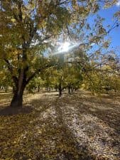 Leaves falling on the orchard floor in November at Glover Farms. (Photo provided by Jay Glover)