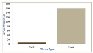 Chart comparing the total weight of the larvae fed on shells versus those on husks.