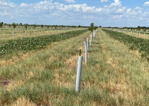 Serving as a cover crop, soybeans grow between rows of young pecan trees.