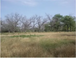 pecan trees affected by drought in Oklahoma