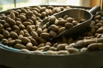 A barrel full of inshell pecans with a metal scooper resting on top of the nuts.