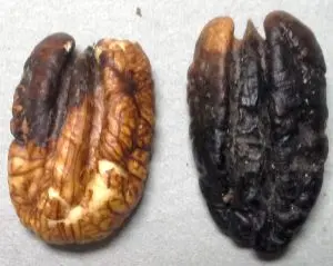 two blackened pecan kernels