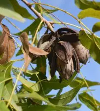 Pecans damaged from a hurricane hang on a tree in Georgia. These nuts will suffer quality loss from the hurricane; growers may apply for USDA assistance to combat this loss.