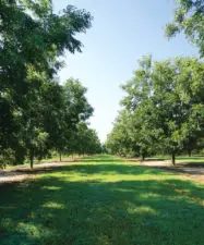 Two rows of green and vibrant pecan trees at an orchard in Georgia.