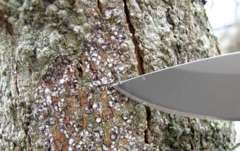 Figure 1: The density of obscure scale is revealed by scraping bark. (Image by Ted Cottrell)