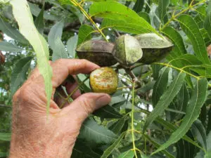 A cluster of pecans covered in scab and a half of a shuck held up for comparison.