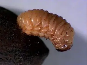 Pecan Weevil larva eats its way out of an inshell pecan.