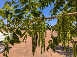Catkins on a 'Wichita' pecan tree.