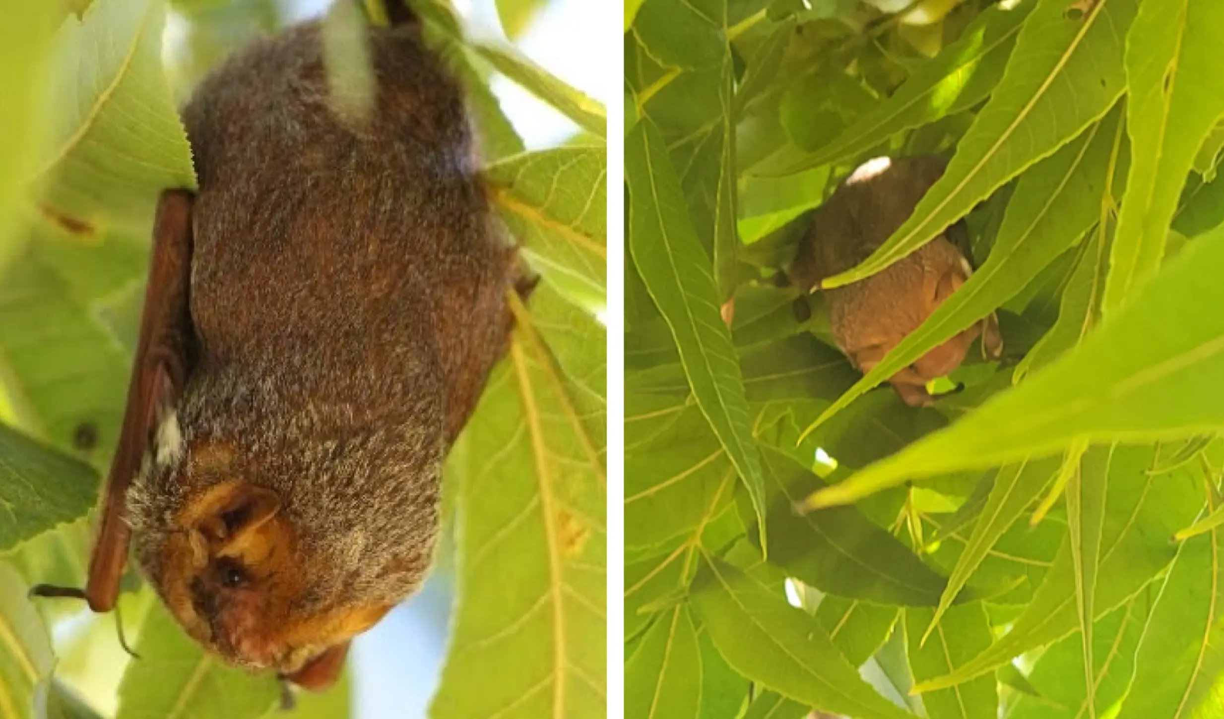 Eastern red bats (Lasiurus borealis) rest in pecan trees in Comanche County,Texas (left) and Somerville, TX (right). Photo Credit: Kyle Slusher, TexasA&M AgriLife Extension Service (left), USDA-ARS Pecan Breeding Station(right).