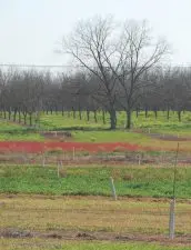 Newly planted pecans trees in rows in Georgia