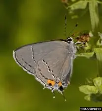 Photo by Adult Gray Hairstreak, Strymon melinus, on a branch.