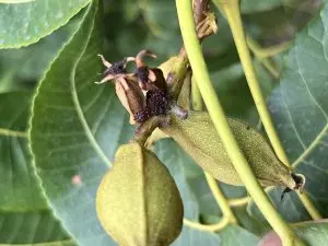 Pecan nut casebearer damage to a pecan nut cluster. (Photo provided by Ted Cottrell)