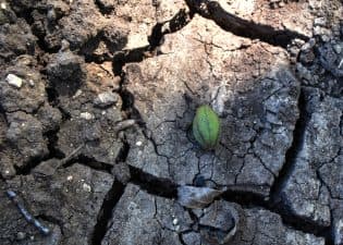 Cracked orchard floor in West Texas. (Photo by Pecan South Staff)