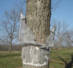 Two Circle pecan weevil traps encircling a native pecan tree with trap openings at 5.5 feet above ground. (Photo by Gary Mount)
