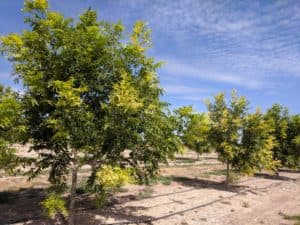 A row of trees have clusters of yellowed leaves.
