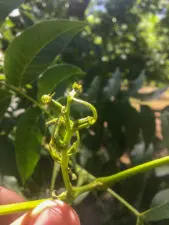 A close-up picture of an unpollinated pecan flower after budbreak.