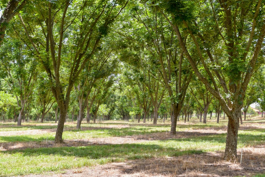 Rows of mature trees at Comal Pecan Farm