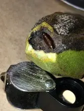 A pecan shuck that is half black and half green. A skin brown larva has burrowed into the shuck and made a home inside the developing nut.
