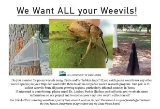 Solicitation for weevils printed in May Pecan South.