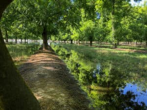 Another plot of the orchard flooded during on-farm recharge.