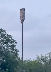 A small wooden bat box towers above pecan trees in this orchard.