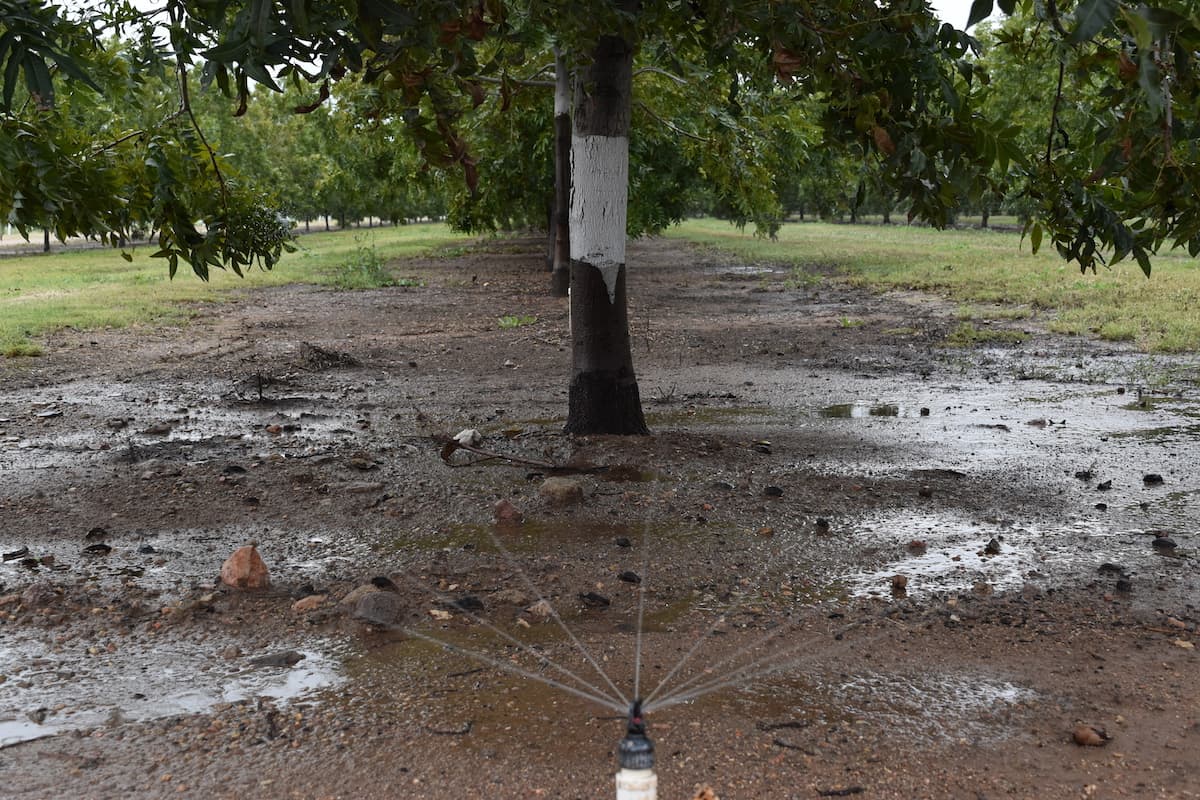 Microsprinklers water a tree.