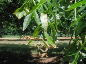Older paraquat injury of pecan.