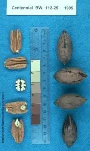 The 'Centennial' pecan cultivar on display showing a nut inshell and as kernels.
