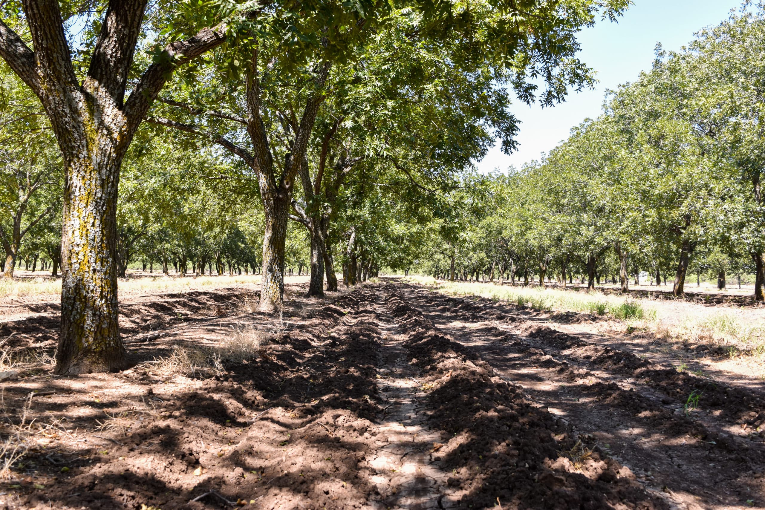 Rows of mature trees without a cover crop at 3SA for Veterans' orchard in Eldorado, Texas. This nonprofit pecan orchard helps vets.