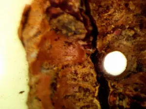 A view from inside a pecan looking at a pecan weevil exit hole.