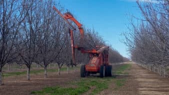 A hedger travels down a row of mature pecan trees during dormancy and saws off the top part of the trees.