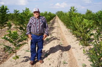 A man in a plaid shirt, jeans, and a hat stand with rows of young pecan trees.