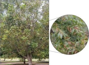 Figure 1. Symptoms of Pecan Bacterial Leaf Scorch on leaves in a mature canopy. Light brown necroses occur on leaf tips and edges. Moderate defoliation of the canopy has occurred.