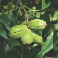 A nut cluster grows at the Gulf Coast Research Center in Fairhope, Alabama. (Photo by Blair Krebs)