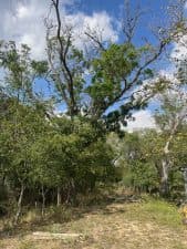 After undergoing dieback during a drought, this mature pecan tree has sporadic bursts of green leaves along its branches. The tips of the tree are still missing leaves, and the canopy is spotty.