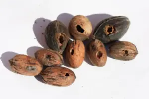 Bird peck damage to pecan shells