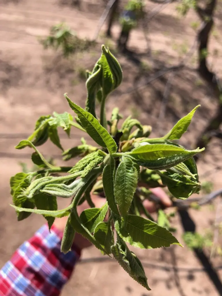 Pecan buds during 2024 bud break on April 19, near Las Cruces, NM. (Photos submitted by Richard Heerema)