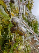 A nut cluster with slight shuck opening is coated in a layer of ice. Icicles hang off small branches and the cluster on this mature pecan tree, during an ice storm.