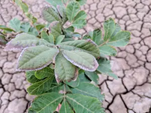 A one-year-old pecan tree has gray and brown edges that signals salt injury after being grown in salinity conditions.