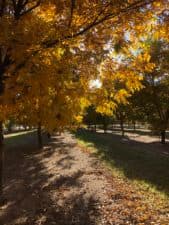 A row of mature pecan trees with orange and golden leaves during a fall evening. Leaves changing colors is the first signal that trees are approaching the end of the growing season.