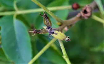 A developing pecan nutlet exhibits extensive pecan nut casebearer damage—black clusters of eggs, webbing, and decay.