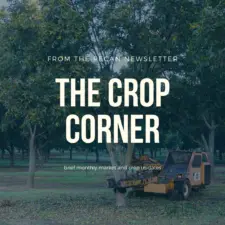 Banner image to represent the Pecan Crop Corner